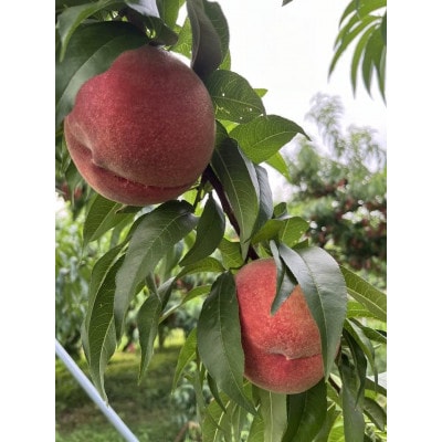 農家直送!山梨のべっぴん桃　約1.5Kg(5～6玉)