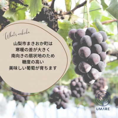 山梨県まきおか産　巨峰1.2Kg