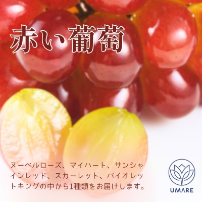 山梨県まきおか産　皮ごと食べられる葡萄3色セット