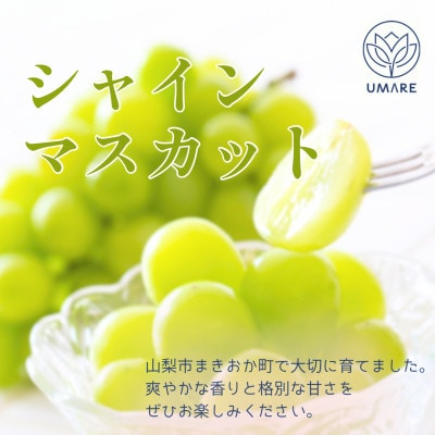 【発送月固定定期便】【8月・9月・10月発送】山梨県まきおか産　葡萄の定期便全3回