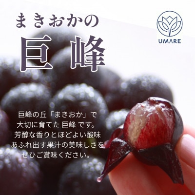 【発送月固定定期便】【8月・9月・10月発送】山梨県まきおか産　葡萄の定期便全3回