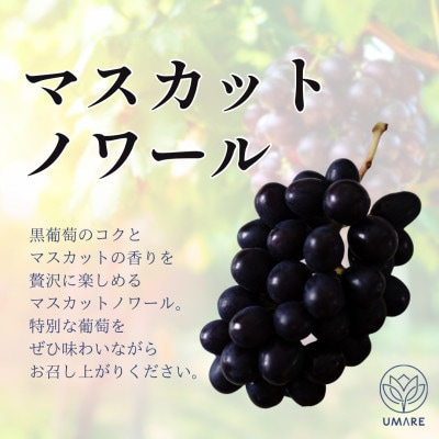 【発送月固定定期便】【8月・9月・10月発送】山梨県まきおか産　葡萄の定期便全3回