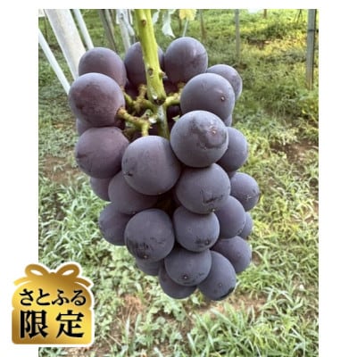 【さとふる限定】訳あり種なし巨峰 1.1kg(2～3房)