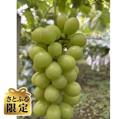 【さとふる限定】訳あり種なしシャインマスカット(規格外品)2房～3房