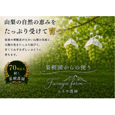 【さとふる限定】【数量限定2026発送】ふるや農園厳選シャインマスカット1kg以上(2～3房入り)
