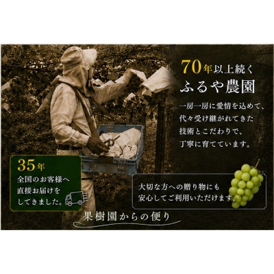 【さとふる限定】【数量限定2026発送】ふるや農園厳選シャインマスカット1kg以上(2～3房入り)