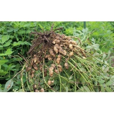 ぶんごたかだ特製素煎り落花生詰合せ(100g×5袋)