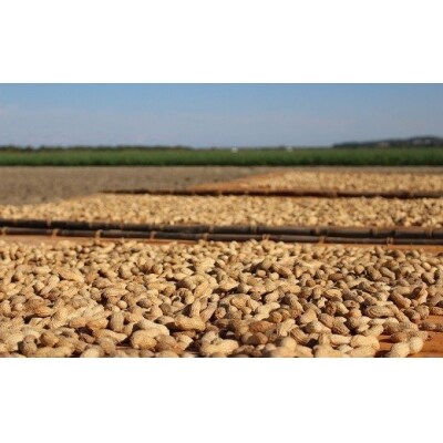 ぶんごたかだ特製素煎り落花生詰合せ(100g×5袋)