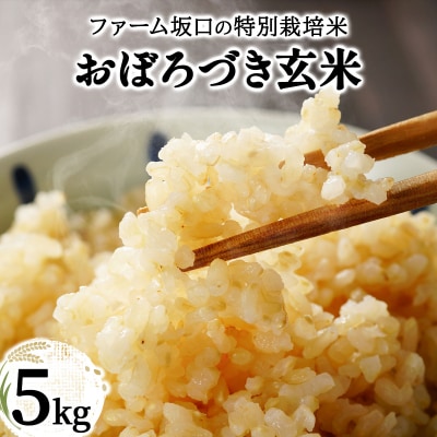 令和 7年産!ファーム坂口の特別栽培米 おぼろづき玄米5kg
