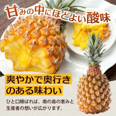 【2027年5月上旬より順次発送】日本最西端の与那国島からお届け!ボゴールパイン約2kg(2～3玉)