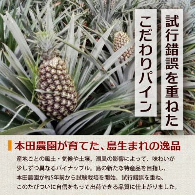 【2027年5月上旬より順次発送】日本最西端の与那国島からお届け!ボゴールパイン約2kg(2～3玉)