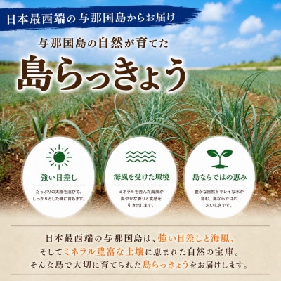 【2027年2月上旬より順次発送】日本最西端の与那国島からお届け!島らっきょう約1kg