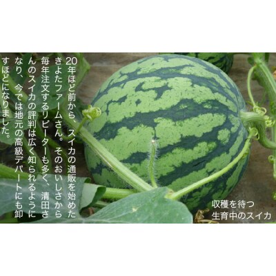 【先行予約】『きよたファーム』のすいか 1玉約8～10kg《2026年5月下旬-6月下旬頃出荷》