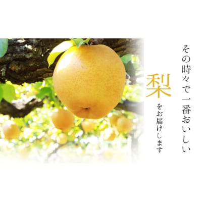 玉東梨 約5kg 6玉-18玉前後 《8月中旬-9月末頃出荷》【日付指定・品種指定不可】