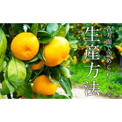 ＼先行予約スタート/ 菅本果実園 みかん 約3kg (S-Mサイズ)《11月中旬-1月中旬頃出荷》