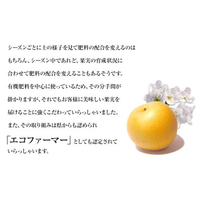 【先行予約】秋 旬 梨 松田農園 の くまもと 梨 約2kg 5-7玉前後《7月下旬-9月末頃出荷》