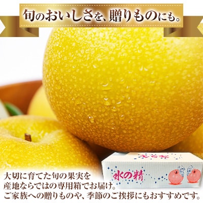 『緑伸園』の旬の梨 約5kg 旬の品種をお届け 6-16玉前後入り 《8月中旬-10月上旬頃出荷》 