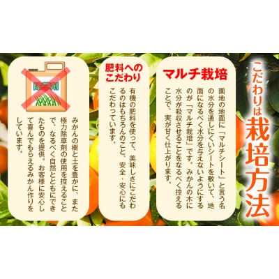 みかん 約10kg (2S-2Lサイズ) 金峰柑橘組合株式会社 《10月中旬-1月中旬頃出荷》