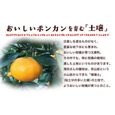 『清晃アグリ』のご家庭用ポンカン 約4kg(M-3Lサイズ)