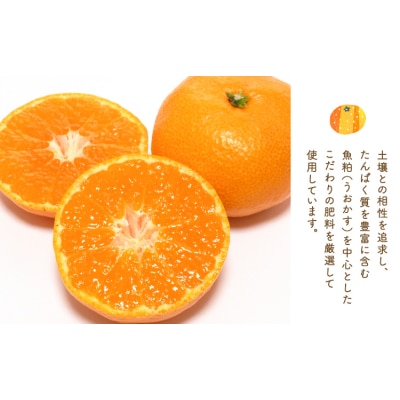 ぎょくだんケンのみかん 約5kg ぷらっとぎょくとう 《11月下旬-12月中旬頃出荷》