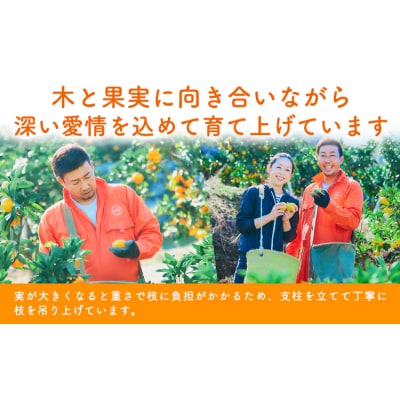 ぎょくだんケンのみかん 約5kg ぷらっとぎょくとう 《11月下旬-12月中旬頃出荷》