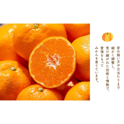ぎょくだんマヤヤンのみかん 約5kg ぷらっとぎょくとう 《11月中旬-12月中旬頃出荷》熊本県