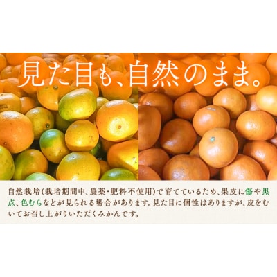 温州みかん 3kg 池田農園《11月上旬-12月末頃出荷》熊本県 玉名郡 玉東町 みかん ミカン 