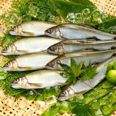 日野川育ちの「夏香鮎」瞬間冷凍1kg(約12～14尾)