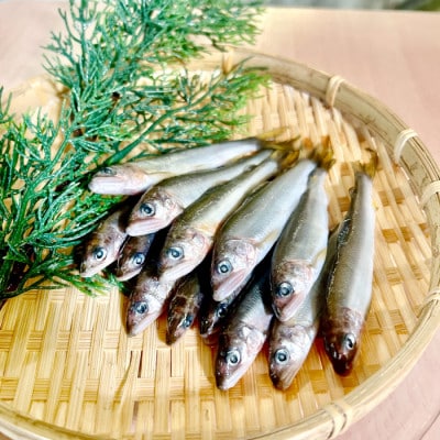 日野川育ちの「夏香鮎」小鮎(約10cm)瞬間冷凍 1kg