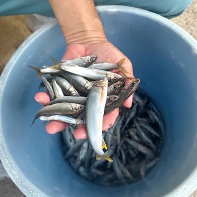 日野川育ちの「夏香鮎」小鮎(約10cm)瞬間冷凍 1kg
