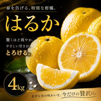 【選ぶならこれ】酸味ほぼなし【はるか】4kg　愛媛県産