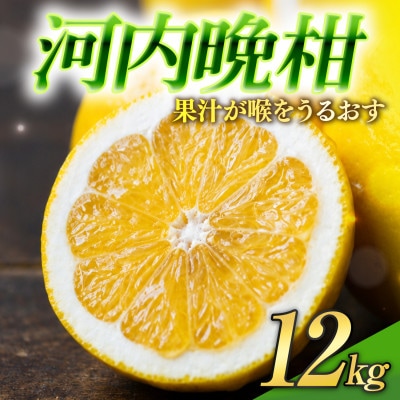 【選ぶならこれ】和製グレープフルーツ【河内晩柑】12kg　愛媛県産