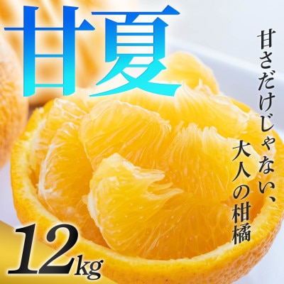 【安心して選べる】甘酸っぱい爽快感【甘夏】12kg　愛媛県産