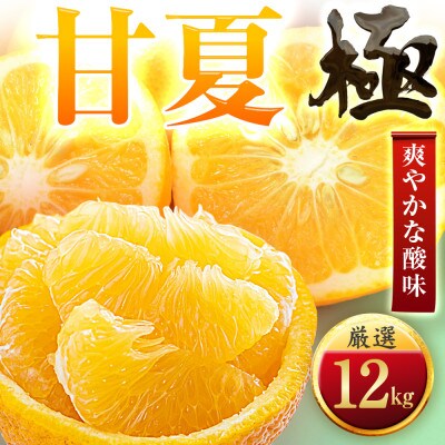 【クセになる爽やかさ】甘夏【極】12kg　愛媛県産