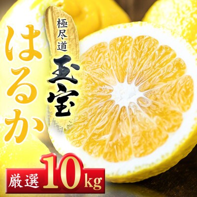 【愛媛名産】玉宝はるか　10kg