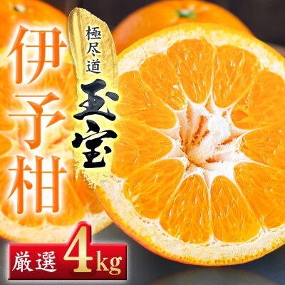 【愛媛名産】玉宝伊予柑　4kg