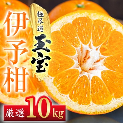 【愛媛名産】玉宝伊予柑　10kg