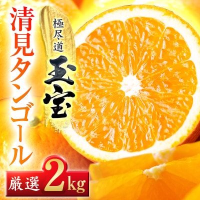 【愛媛名産】玉宝清見タンゴール　2kg