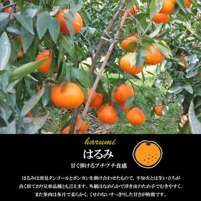 希望の島 はるみ 特選品 中玉 2kg 愛媛県松山市中島産