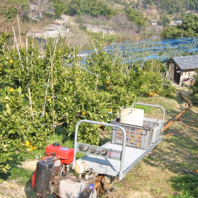 希望の島 はるみ 特選品 中玉 2kg 愛媛県松山市中島産