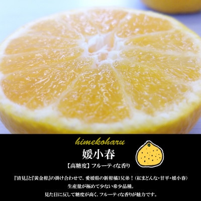 希望の島 媛小春 特選品 2kg 愛媛県松山市中島産