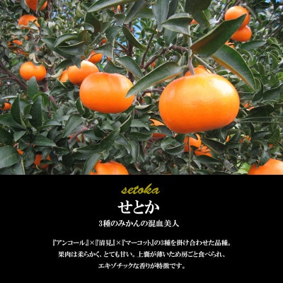 希望の島 せとか 特選品 中玉 2kg 愛媛県松山市中島産