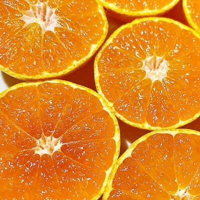 みかん坊やのもぎたてみかんジュース 2本