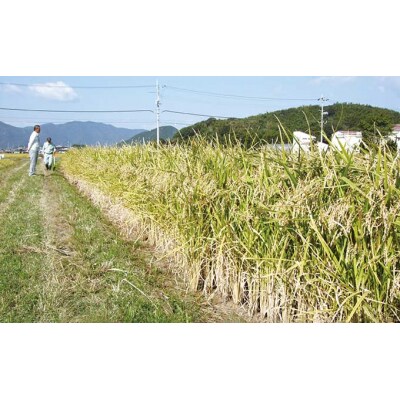 播州手延そうめん「むらさきの舞」300g(6束)×6袋　 H-18