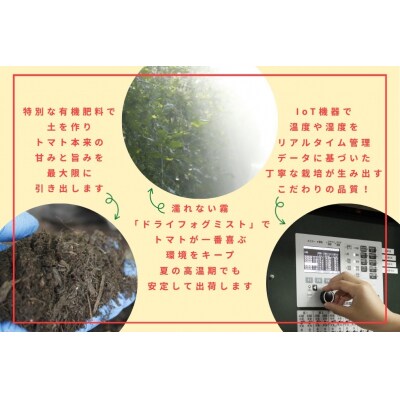 フルーツトマト【発送時期:1月～6月】　H-232