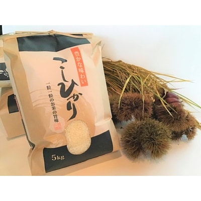 実生庵の近江米【四季風流】コシヒカリ 5kg×1袋 精米 MS83