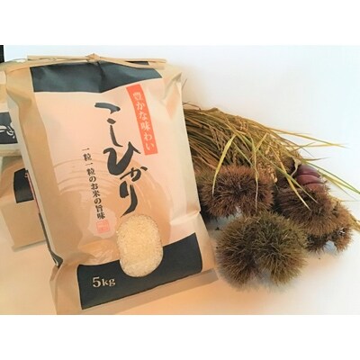 2023年1月発送開始『定期便』近江米コシヒカリ5kg×1袋(精米) 全3回
