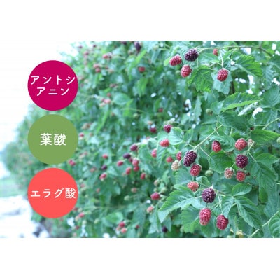 希少な果実アドベリー　爽やかな甘さとクセになる酸味!女性にうれしい成分たっぷり(300g×3袋)