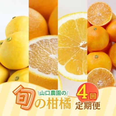 年4回 旬の柑橘 定期便 大容量 ( まどんな ・ 文旦 ・ 甘夏 ・ 河内晩柑 ) 山口農園