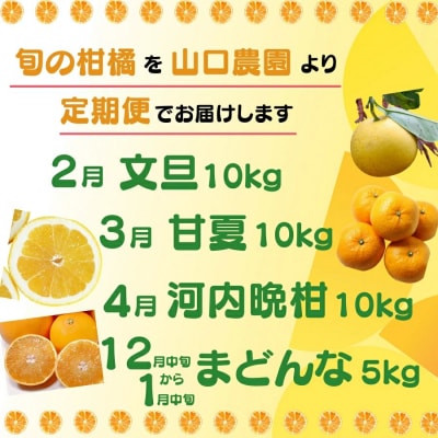年4回 旬の柑橘 定期便 大容量 ( まどんな ・ 文旦 ・ 甘夏 ・ 河内晩柑 ) 山口農園